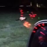 Picture of cat found at Puceul