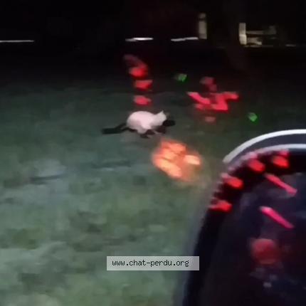 Photo 1/1 Found cat Found in Puceul