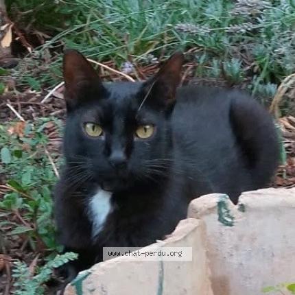 Photo 1/1 ZORBA Chat lost in Clermont l herault