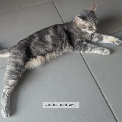 Photo 1/1 Sixboulettes Chat lost in Montpellier