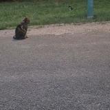 Picture of cat lost at Chaumont