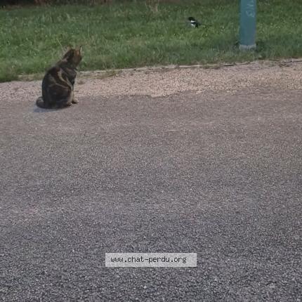 Photo 1/1 Lily Chat lost in Chaumont