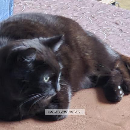 Foto 1/1 Kat teruggevonden Vermist in Lessines