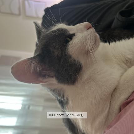 Photo 1/1 Gatto Chat lost in Saint andre de l eure