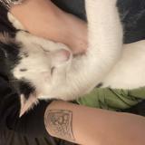 Picture of cat lost at Le Mans