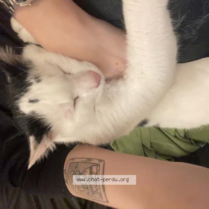 Photo 1/1 Pirouette Chat lost in Le mans