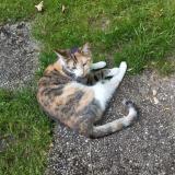 Picture of cat lost at Eckartswiller
