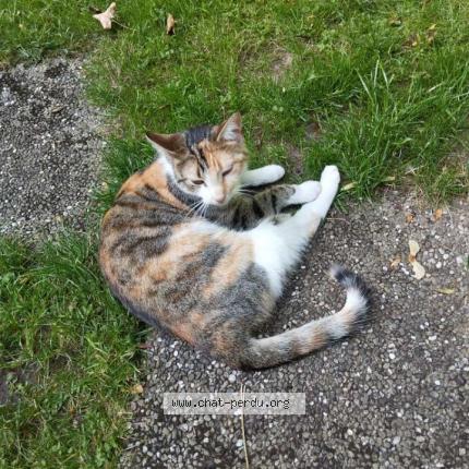 Photo 1/1 KITTY Chat lost in Eckartswiller