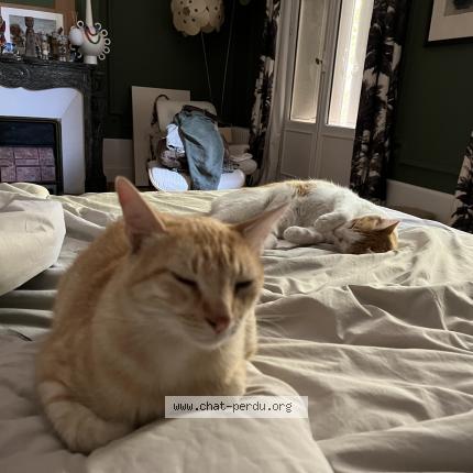 Photo 1/1 CHERI Chat lost in Tours