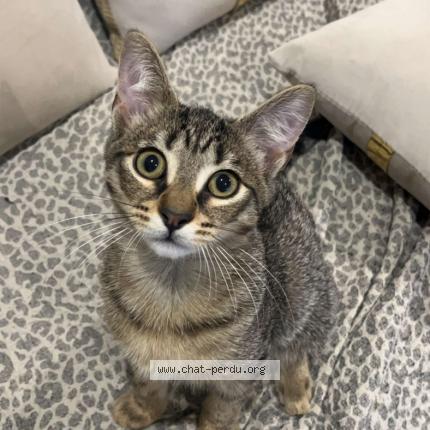 Photo 1/1 Nala Chat lost in Marseille