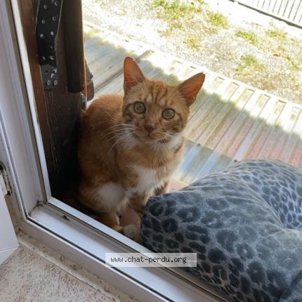 Photo 1/1 Mon petit Chat lost in Saint denis