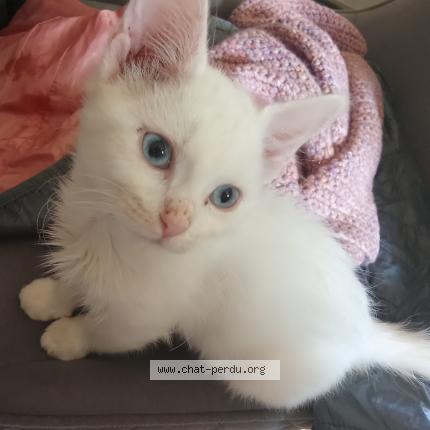 Photo 1/1 Octavia Chat lost in Revigny sur ornain