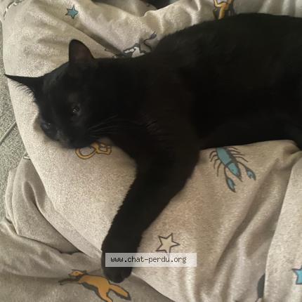 Photo 1/1 Kalia Chat lost in Les sorinieres