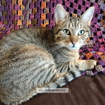 Photo 1/1 Plouf Chat lost in Tregueux