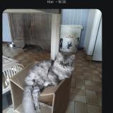 Picture of cat lost at Pineuilh