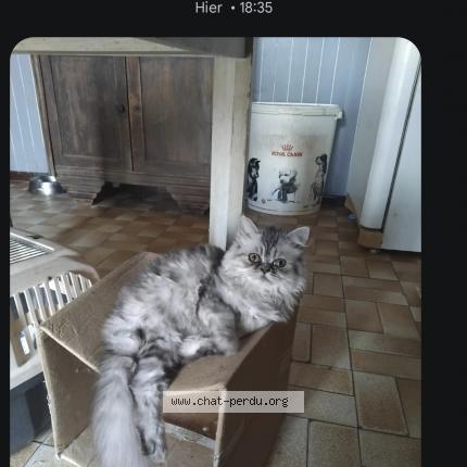 Photo 1/1 Lola Chat lost in Pineuilh