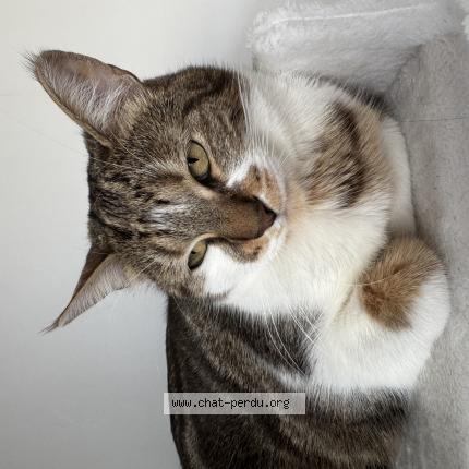 Photo 1/1 Princesse Chat lost in Alger