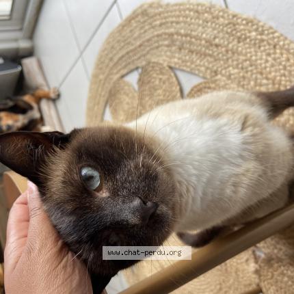 Photo 1/1 Didou Chat lost in Villenave d ornon