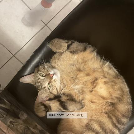 Photo 1/1 SIMBA Chat lost in Chappes