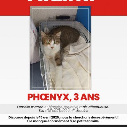 Photo 1/1 Ph&oelig;nyx Chat lost in Ploumagoar