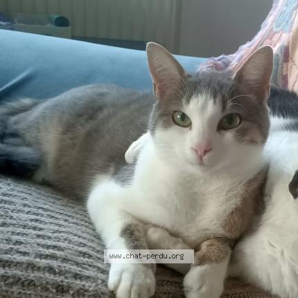 Photo 1/1 Clony Choupette Chat lost in Moirans