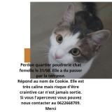 Picture of cat lost at Livry Gargan