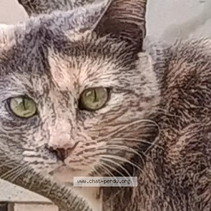 Photo 1/1 Flona Chat lost in La valette