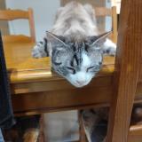 Picture of cat lost at Nimes