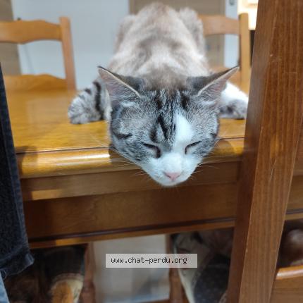 Photo 1/1 Cat reunited Lost in Nimes