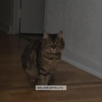 Photo 1/1 Peppa Chat lost in Angers