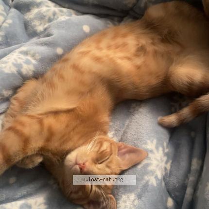 Photo 1/1 Rupi Chat lost in Mississauga