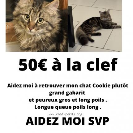 Photo 1/1 Chat cookie Chat lost in Livry gargan