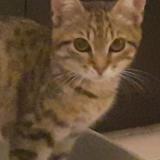 Picture of cat lost at Valence