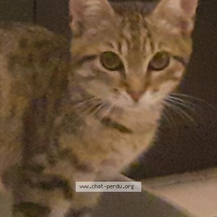 Photo 1/1 Mimine Chat lost in Valence