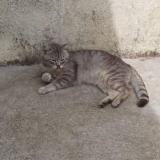 Picture of cat lost at Canteleu