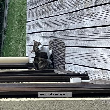 Photo 1/1 Found cat Found in Commelle vernay