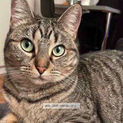 Photo 1/1 Choupa Chat lost in St barthelemy de vals