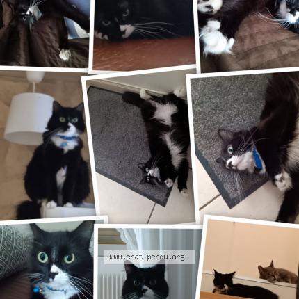 Photo 1/1 NALA Chat lost in Mericourt