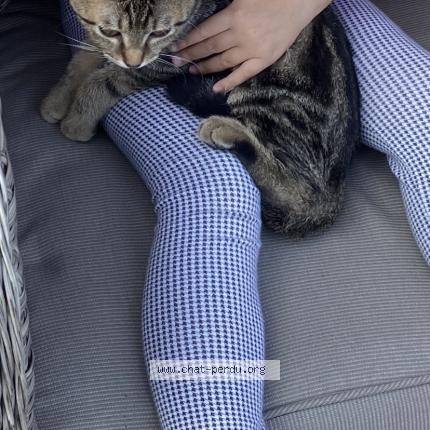 Photo 1/1 Minoru Chat lost in Valence