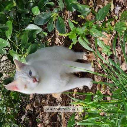 Photo 1/1 scotty Chat lost in Leguevin