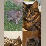 Picture of cat lost at Mauriac