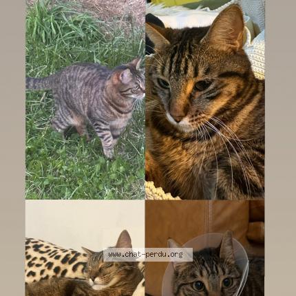 Photo 1/1 Crapule Chat lost in Mauriac