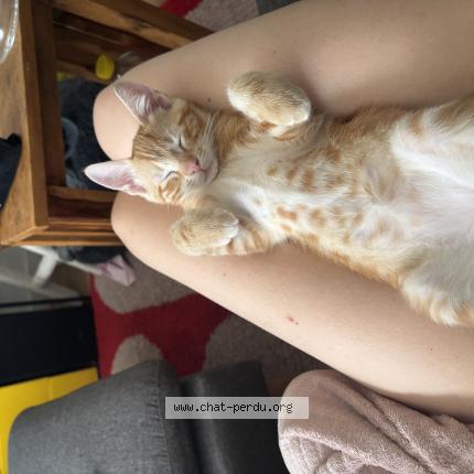 Photo 1/1 Saul Chat lost in Bordeaux