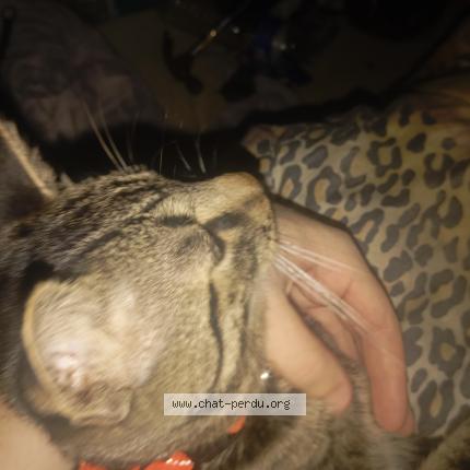 Photo 1/1 Caramel Chat lost in Cenon