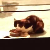 Picture of cat found at Prefailles