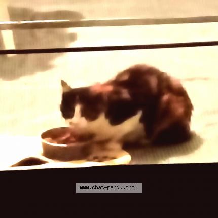 Photo 1/1 Found cat Found in Prefailles