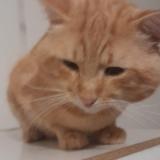 Picture of cat lost at Amiens