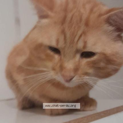 Photo 1/1 Garfild Chat lost in Amiens