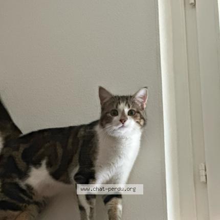 Photo 1/1 Loki Chat lost in Fribourg