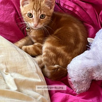 Photo 1/1 Tigrou Chat lost in Bonneval